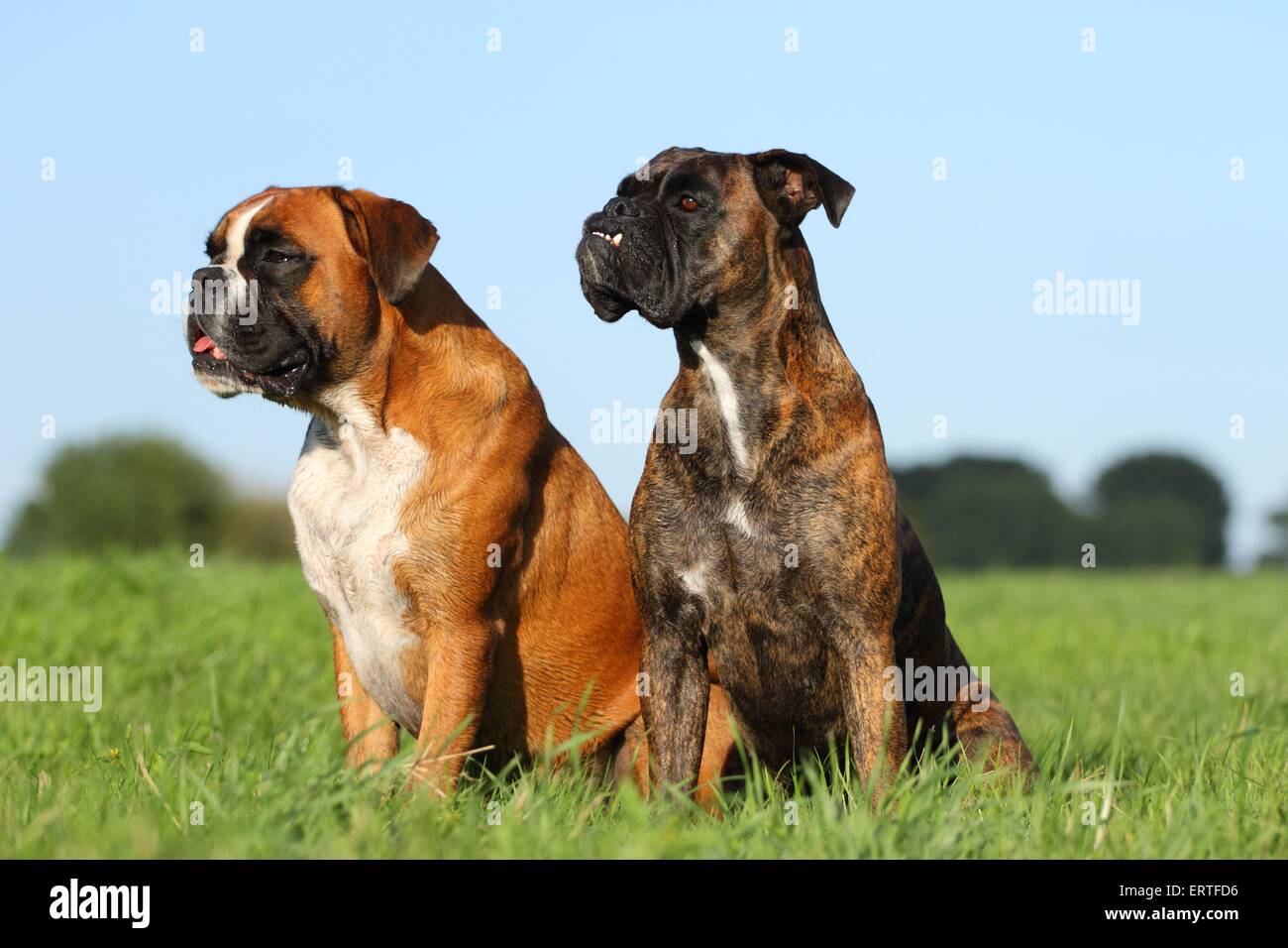 Boxer tedesco Foto Stock