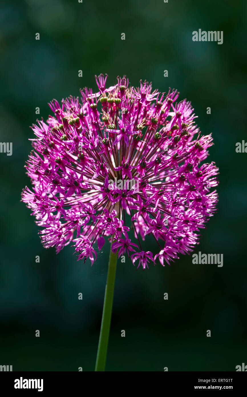 Allium hollandicum sensazione viola fiore Foto Stock