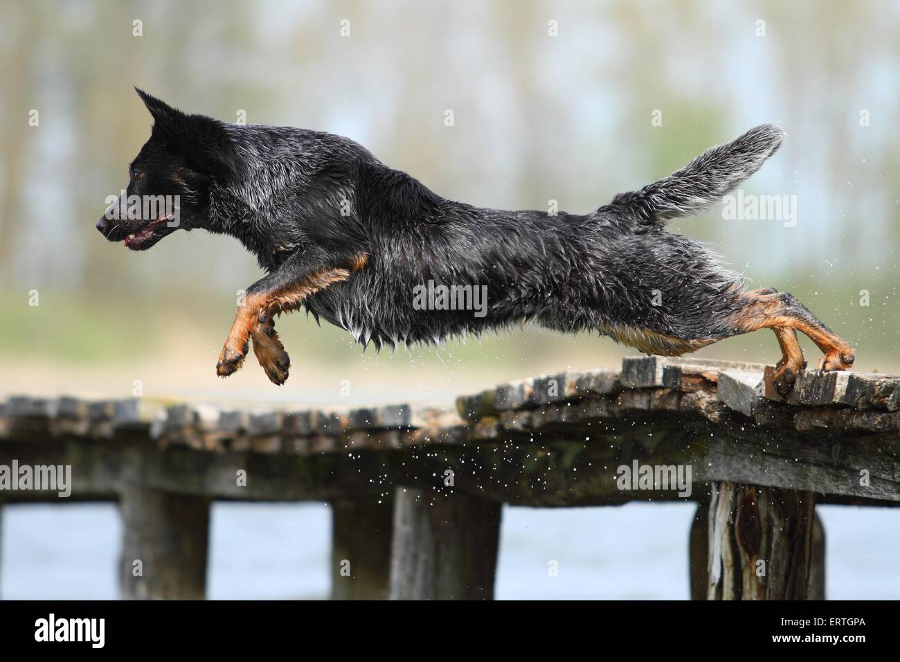 Jumping Miniature pinscher Foto Stock