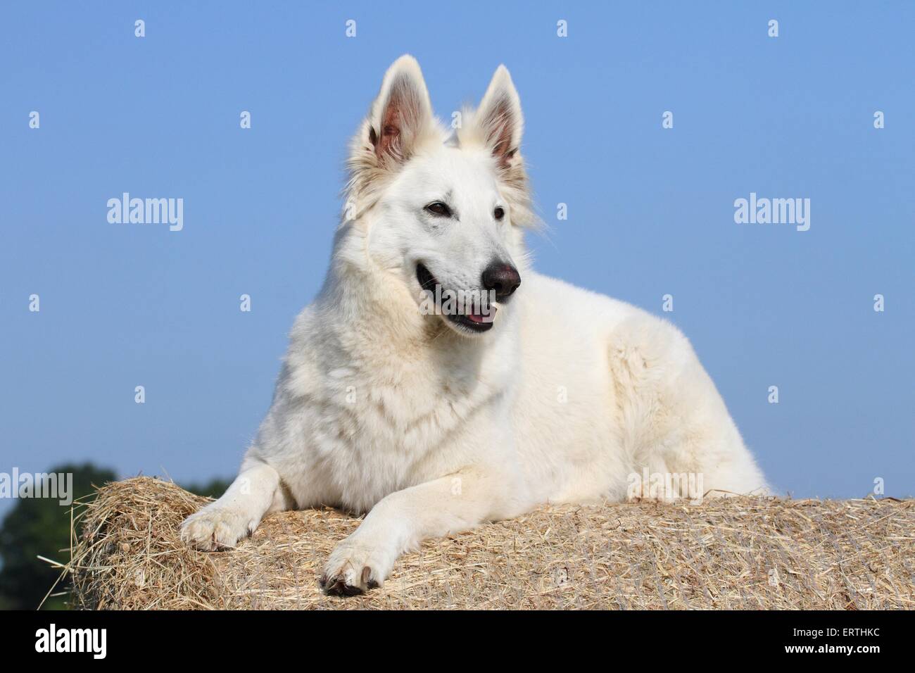 Giacente Berger Blanc Suisse Foto Stock