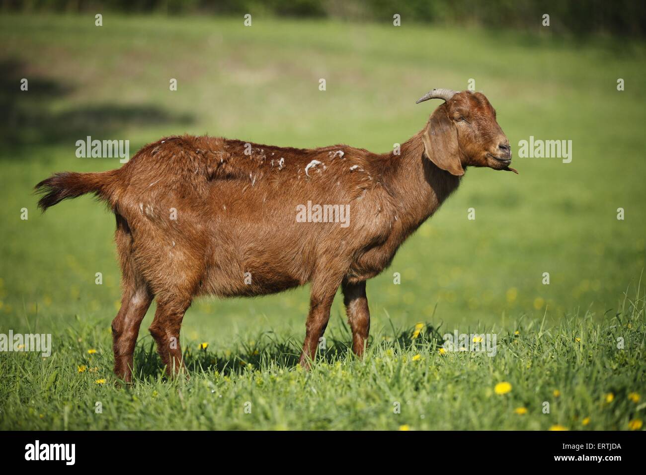 capra dalle orecchie lunghe Foto Stock