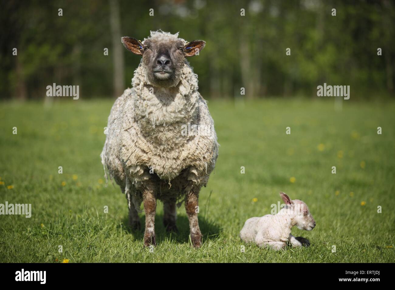 pecora con agnello Foto Stock