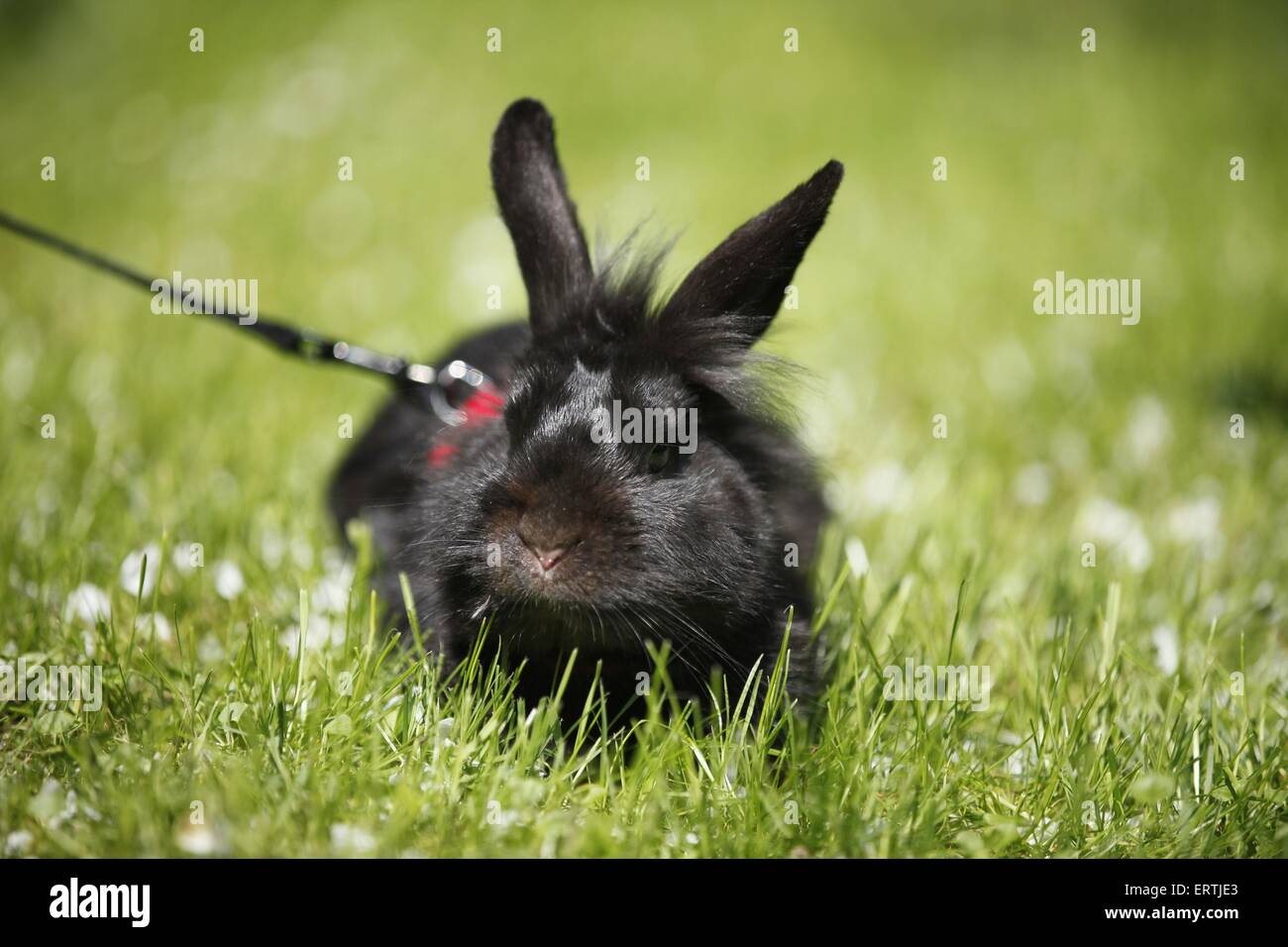 coniglio nano Foto Stock