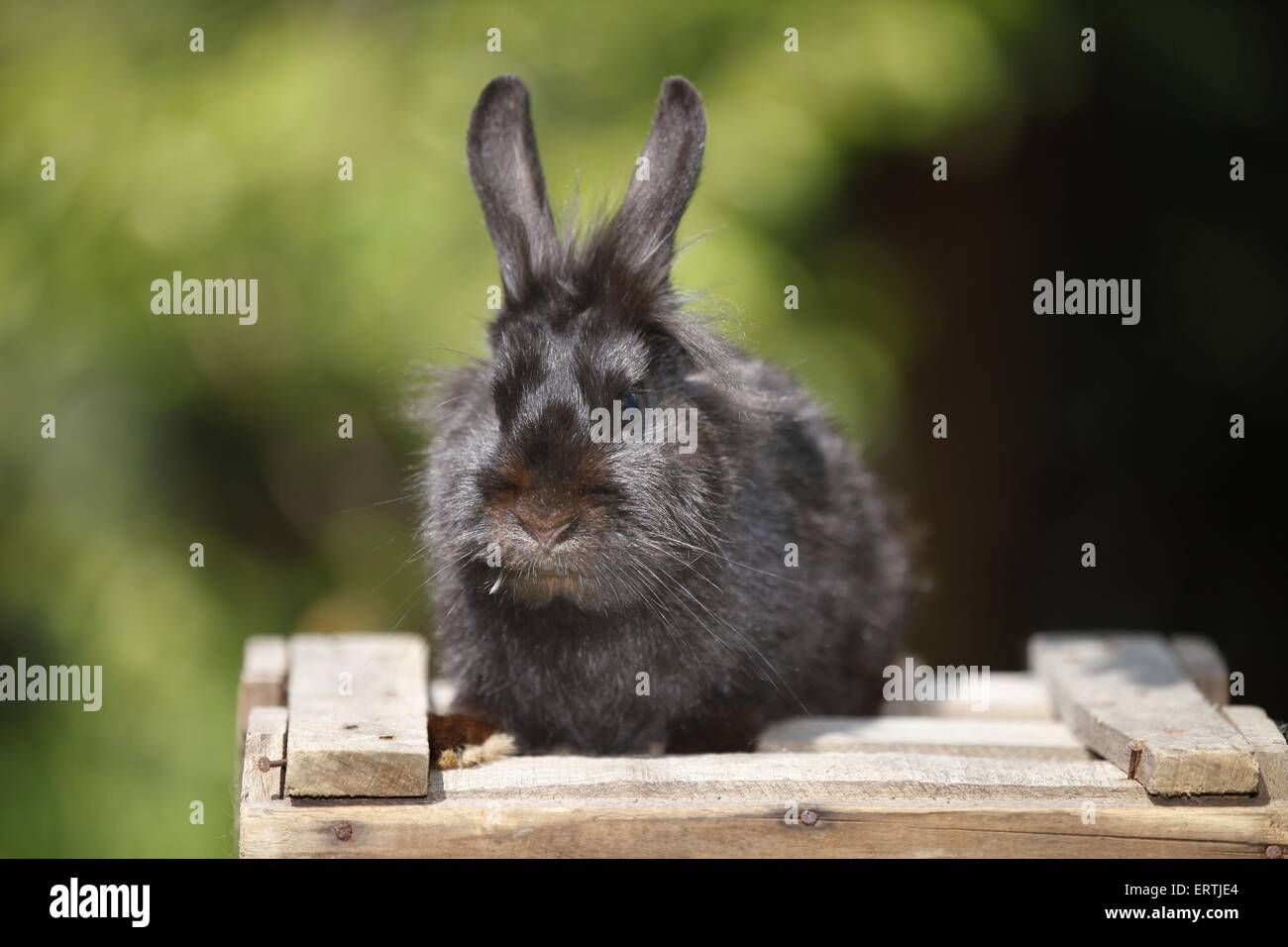coniglio nano Foto Stock