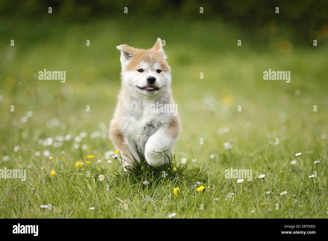 Cucciolo di Akita Inu Foto Stock