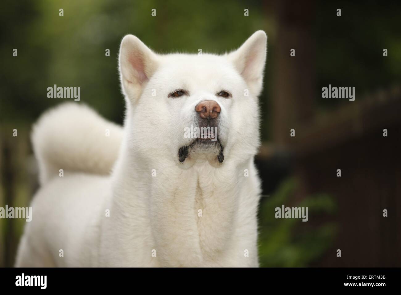Akita Inu Foto Stock