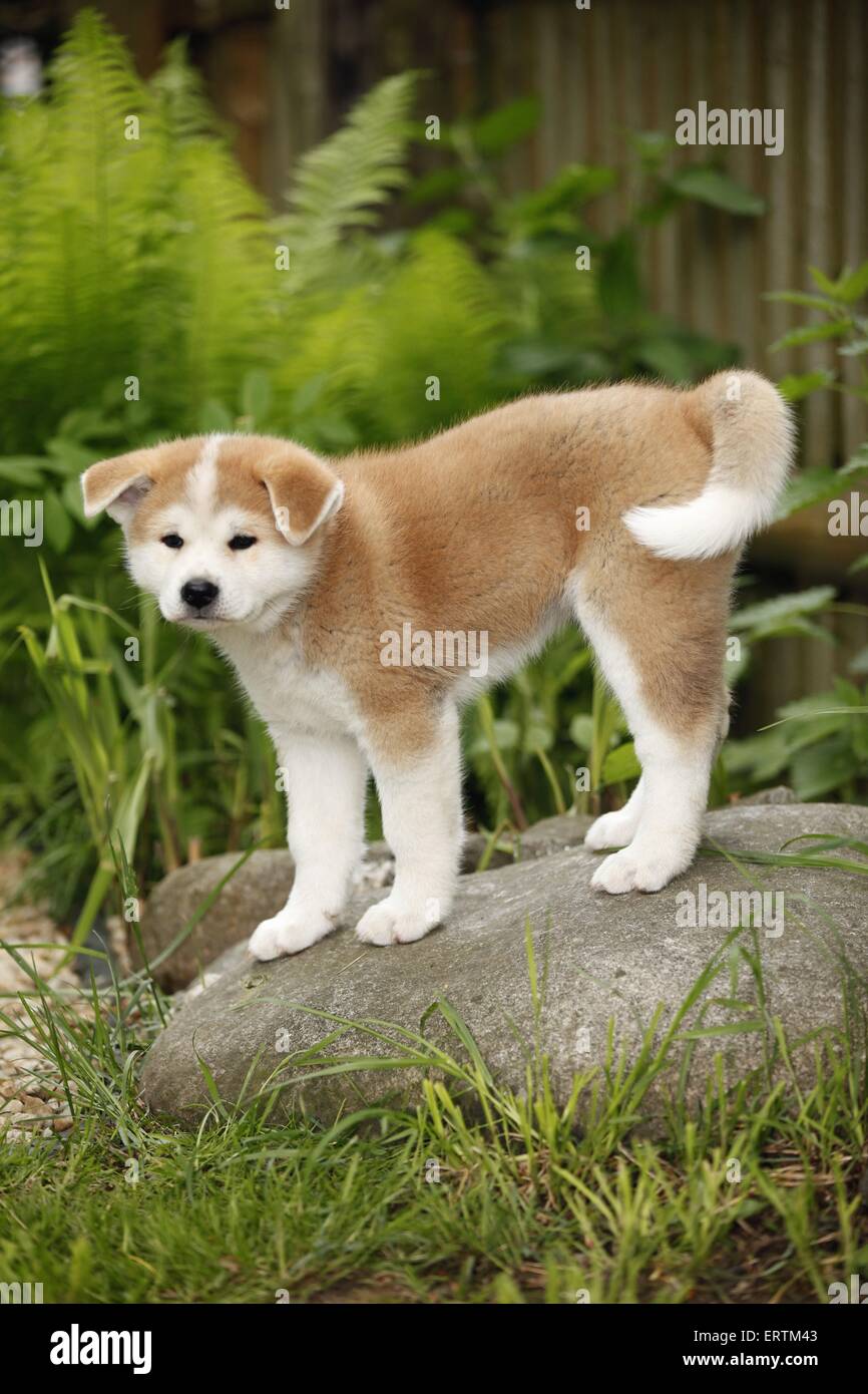 Cucciolo di Akita Inu Foto Stock