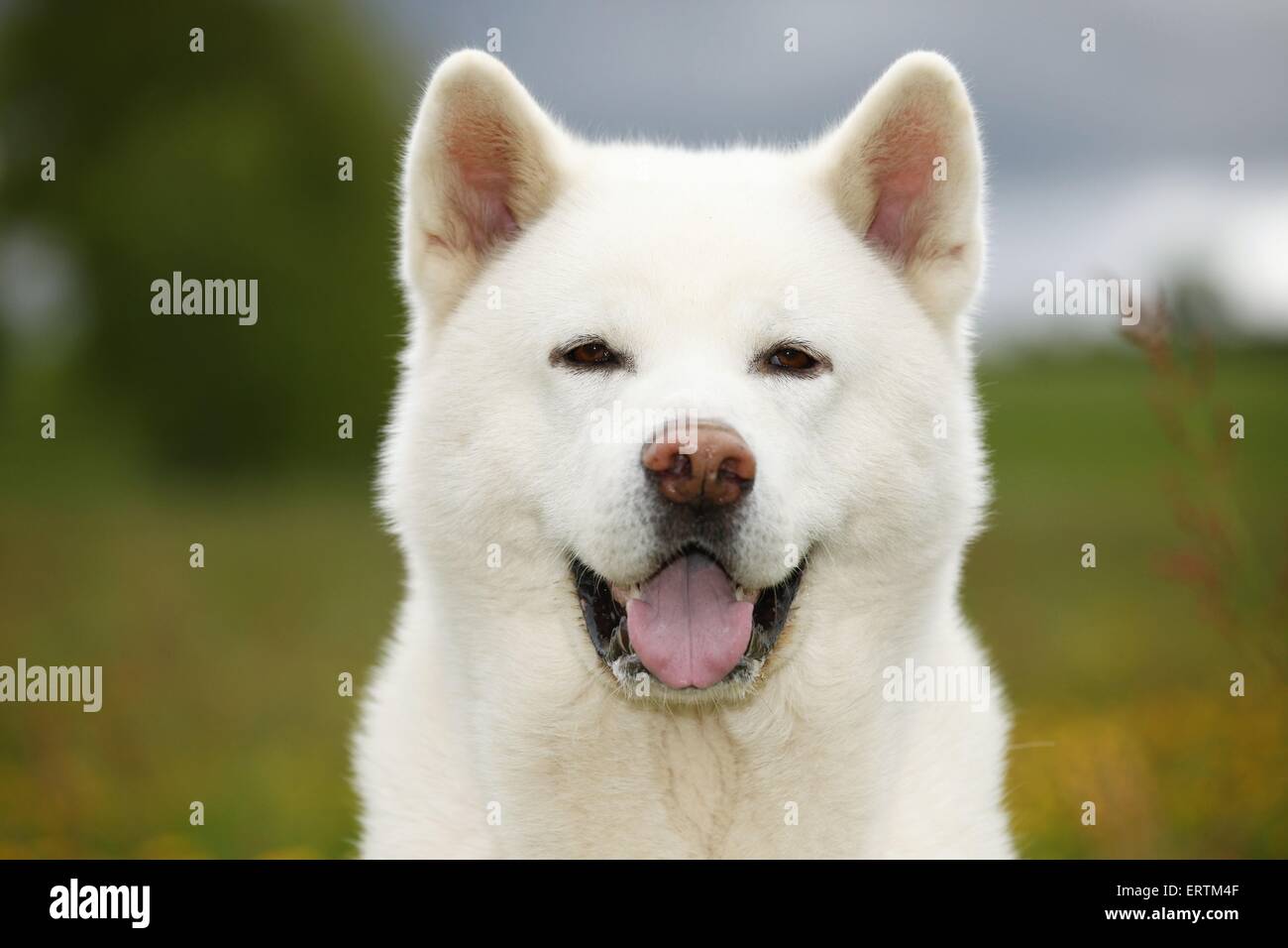 Akita Inu Foto Stock