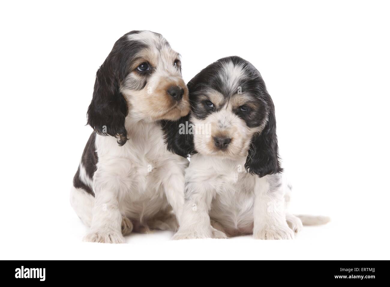 Udienza Cuccioli di cocker Foto Stock