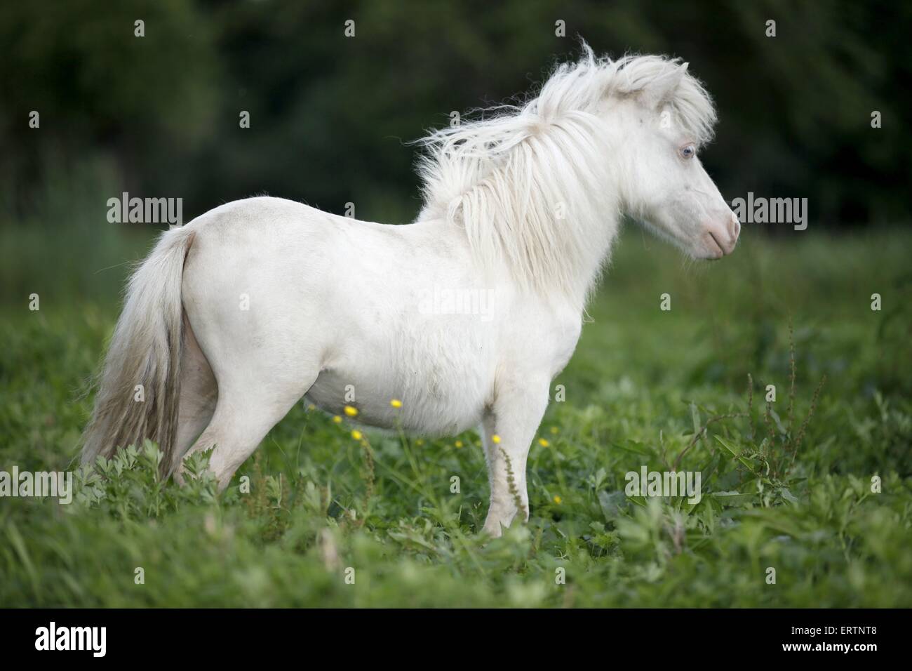 Mini pony Shetland Foto Stock