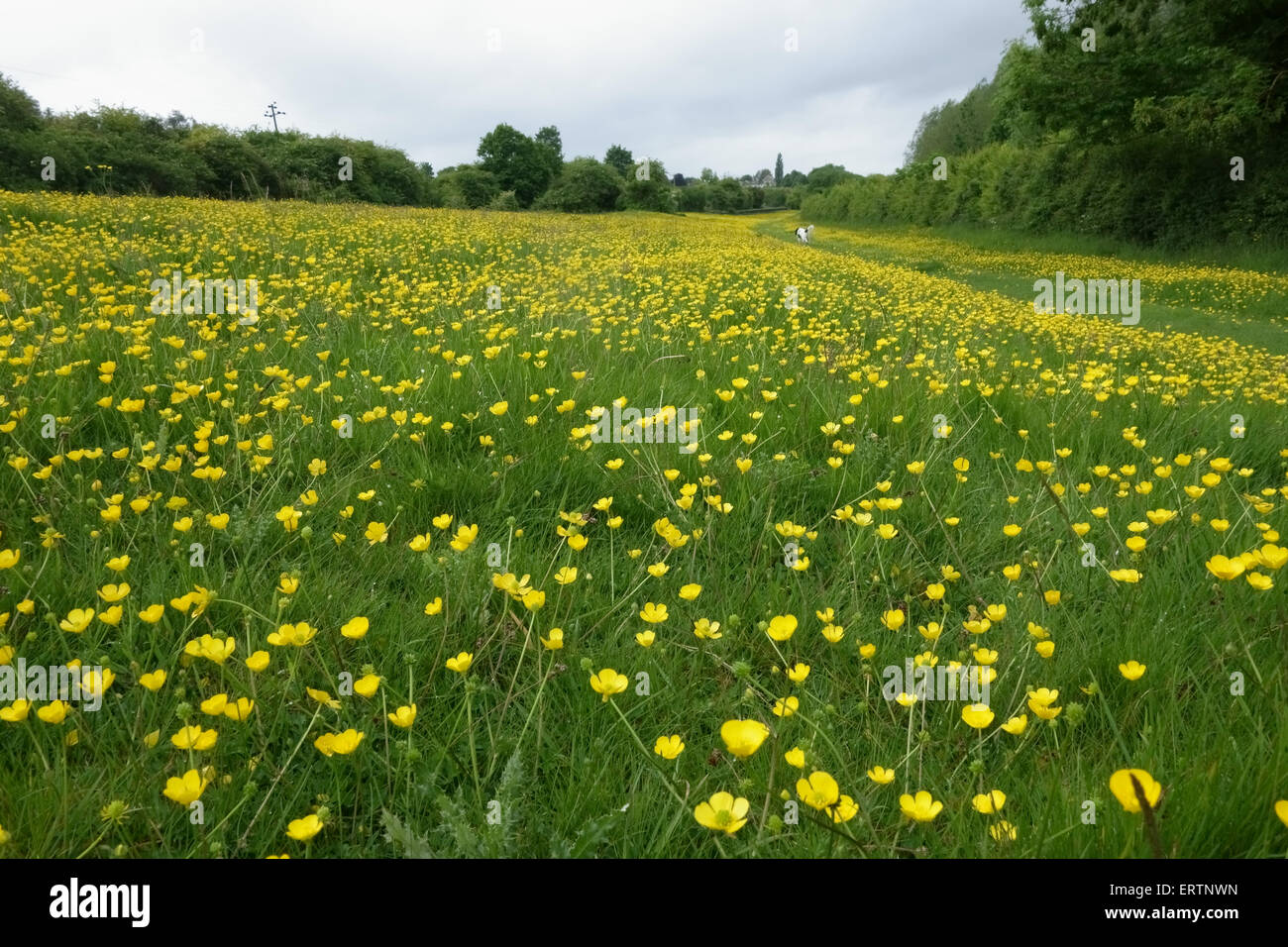 Campo renoncules, Ranunculus acris, fioritura sul terreno comune tra la linea ferroviaria e il canale a Hungerford comune, può Foto Stock