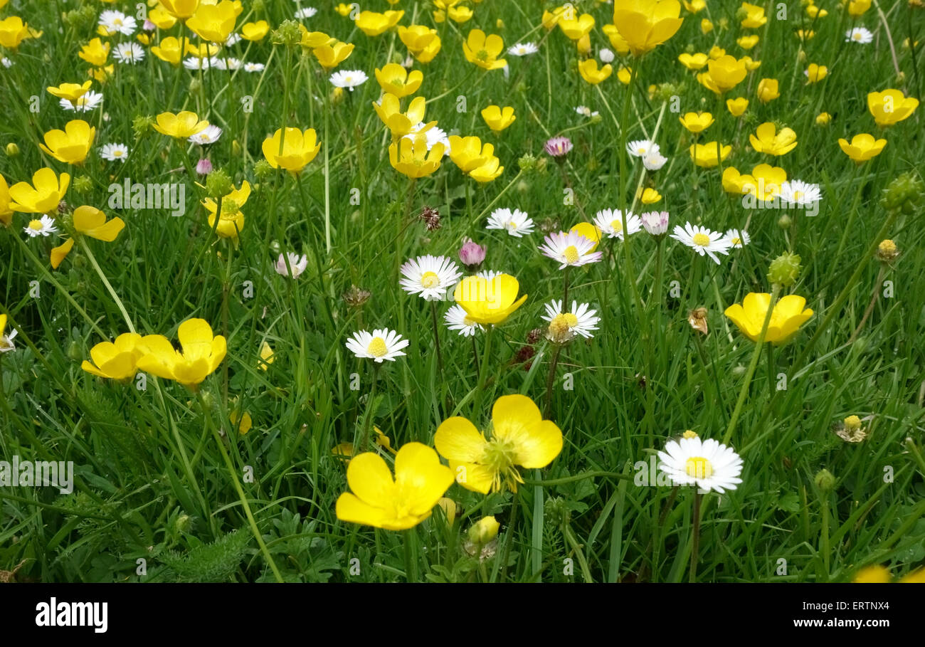Campo renoncules, Ranunculus acris e margherite, Bellis perennis, fioritura nella prateria a Hungerford comune, può Foto Stock