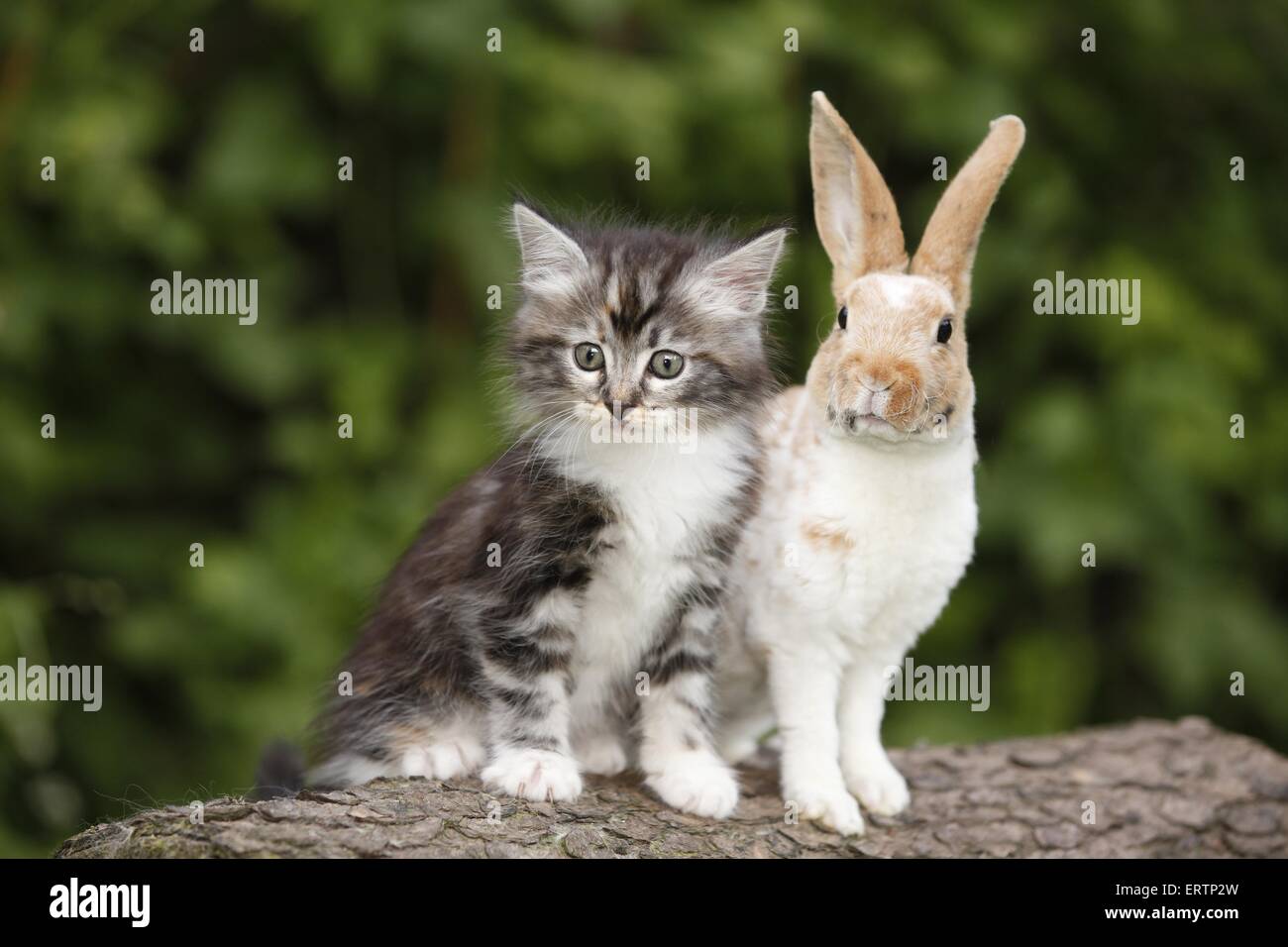Gattino e coniglio giovane Foto Stock