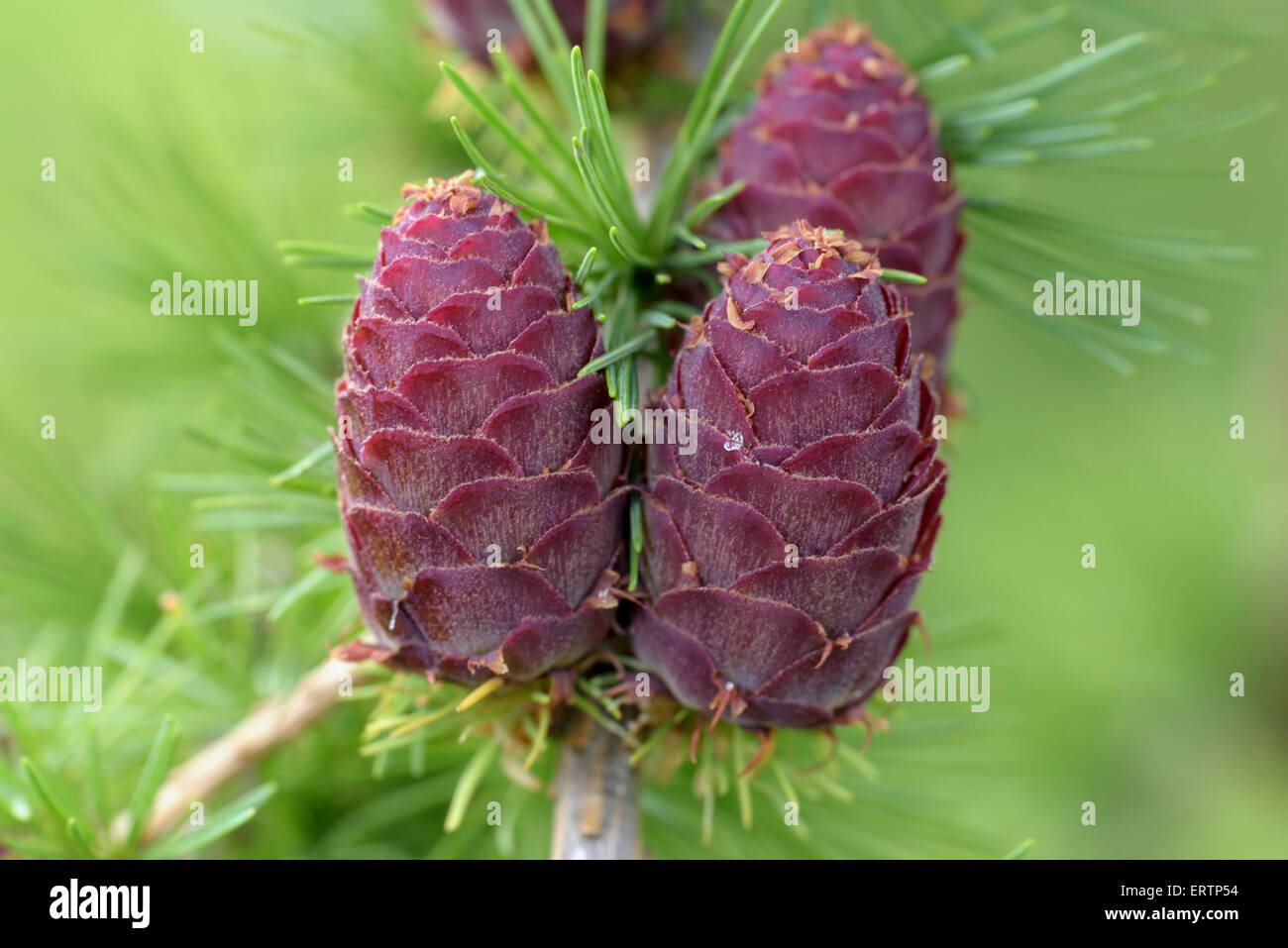 Ovulate coni (strobiles) di larice, estate, inizio di giugno Foto Stock