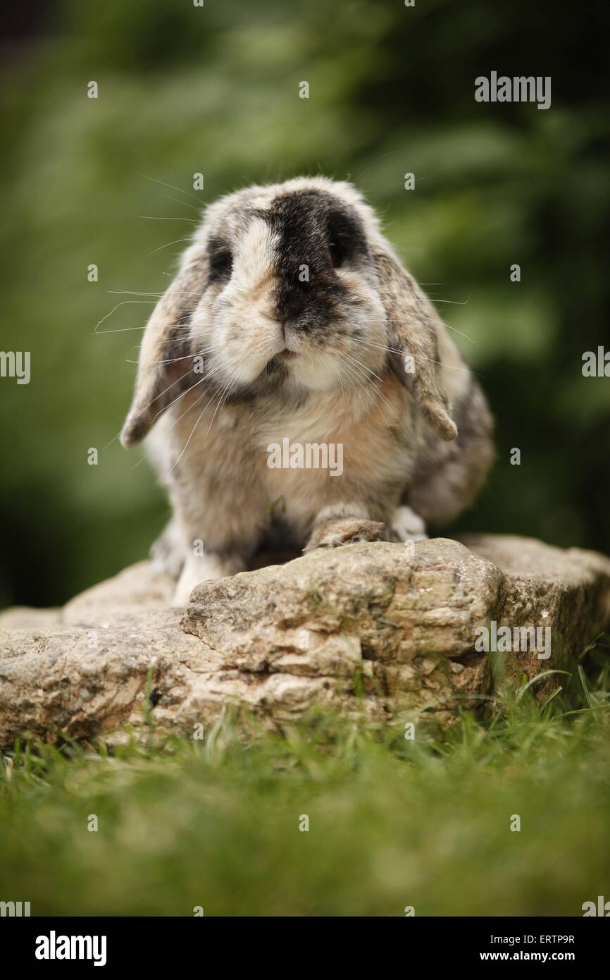 Lop eared rabbit Foto Stock