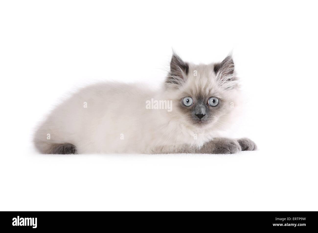 giovane gatto Foto Stock