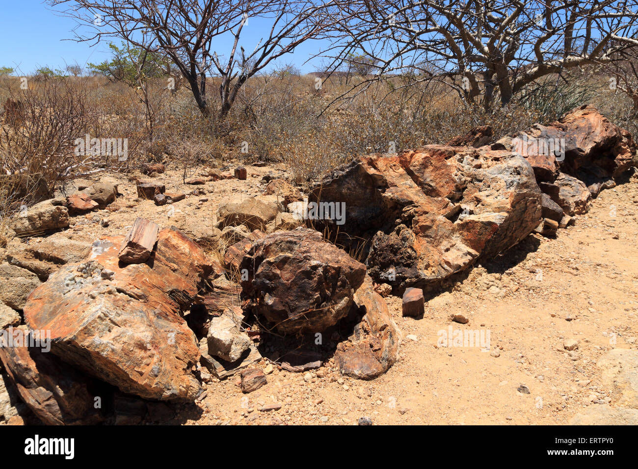 Albero pietrificato da Khorixas, Namibia Foto Stock