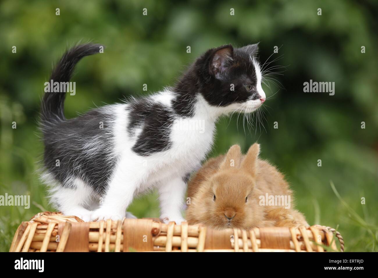 Gattino e coniglio Foto Stock