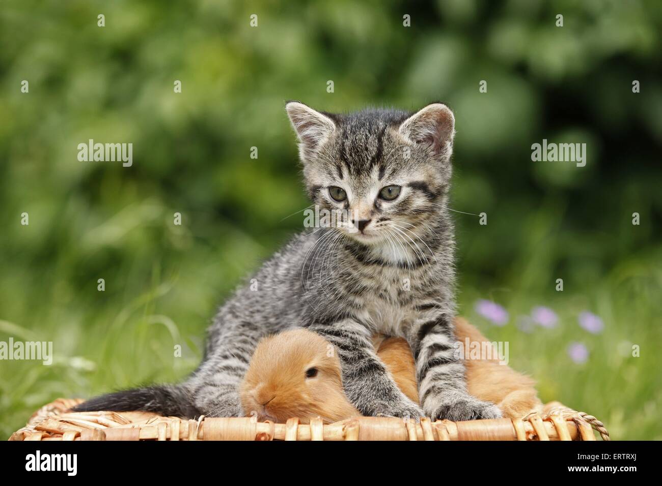 Gattino e coniglio Foto Stock