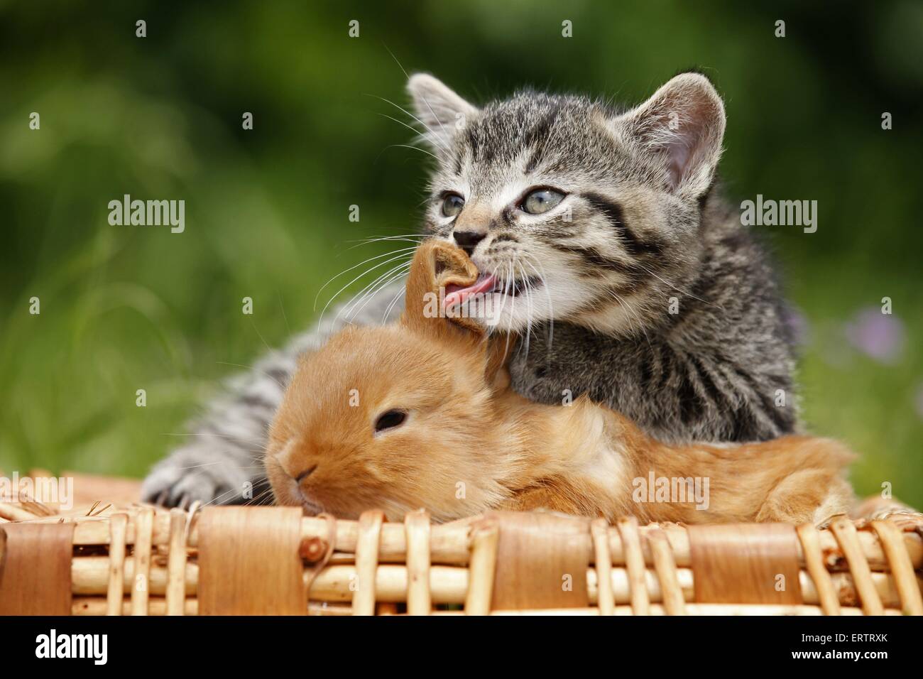Gattino e coniglio Foto Stock