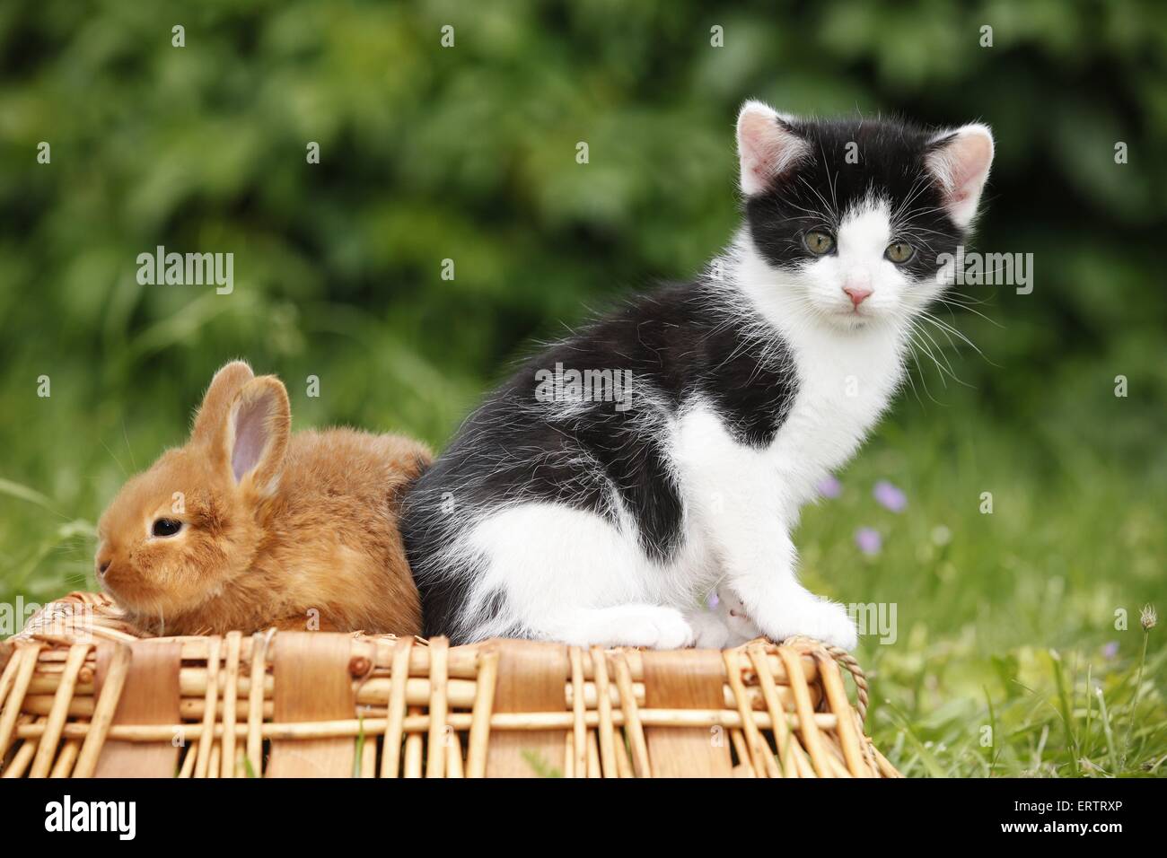 Gattino e coniglio Foto Stock