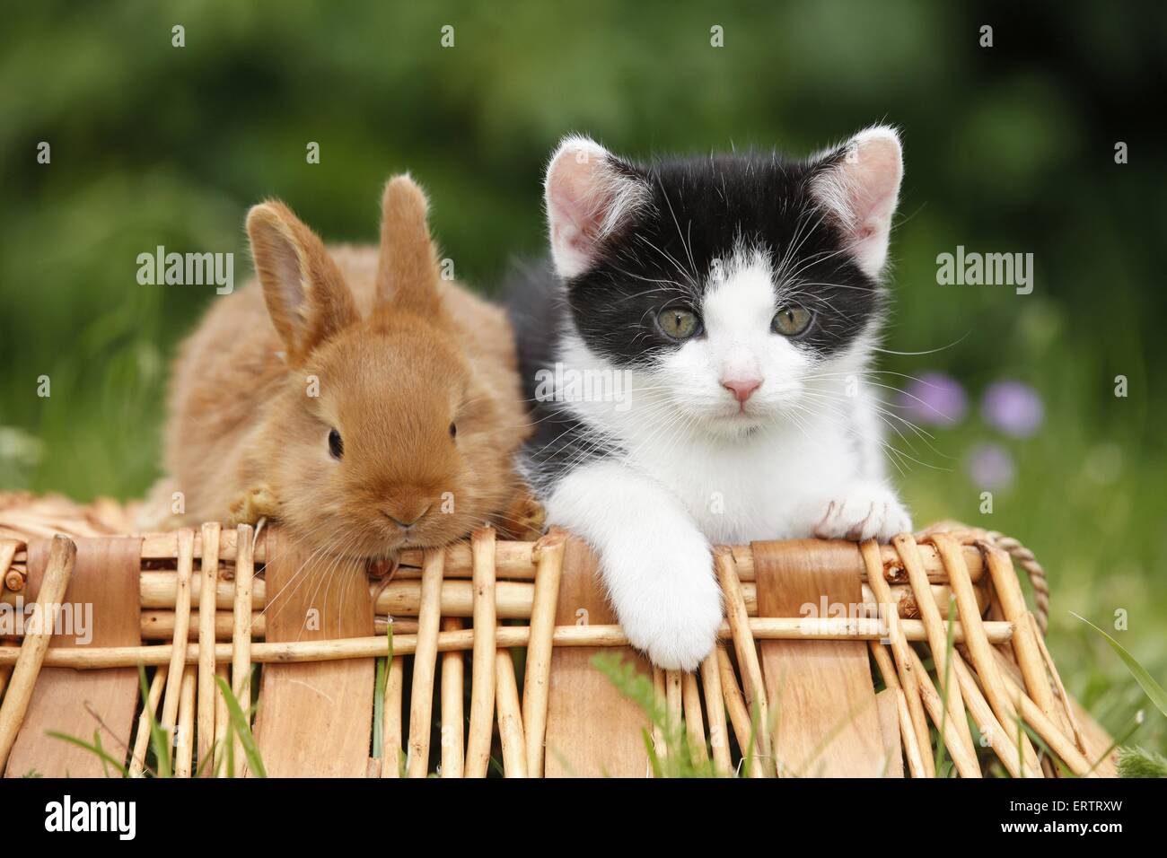 Gattino e coniglio Foto Stock