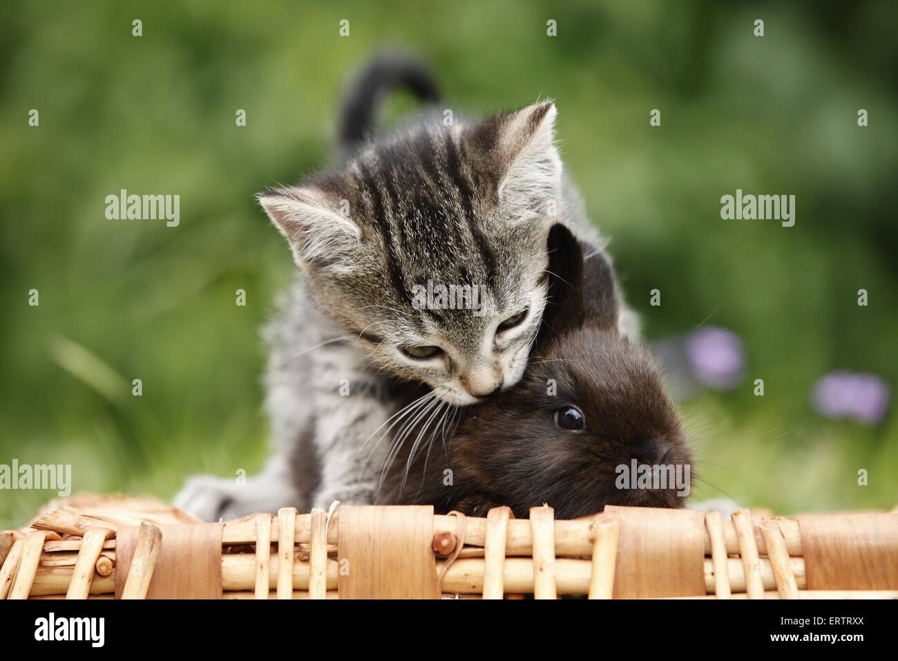 Gattino e coniglio Foto Stock