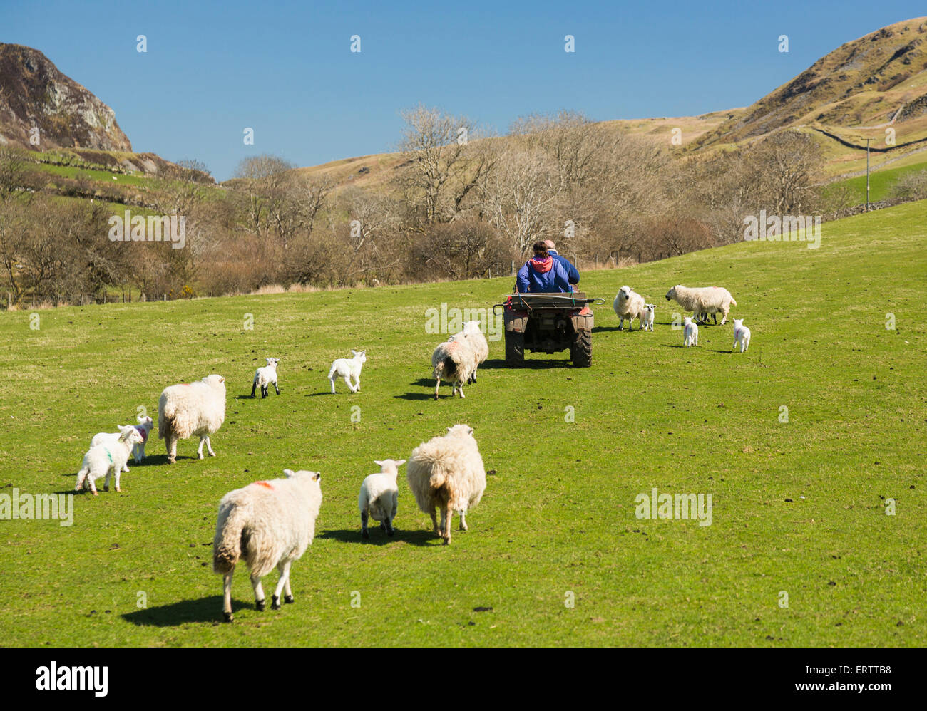 Snowdonia, Galles - pecore e agnelli seguono gli agricoltori su un quad in un campo, in un allevamento collinare gallese, in Inghilterra nella stagione primaverile Foto Stock