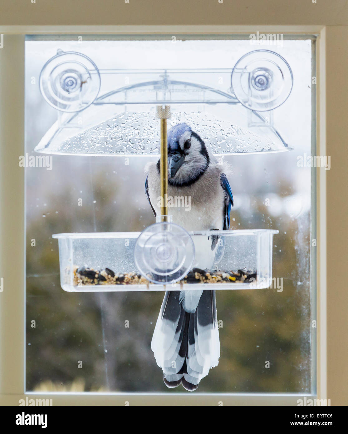 Blue Jay bird nella finestra birdfeeder attaccato su un umido freddo giorno d'inverno, STATI UNITI D'AMERICA Foto Stock