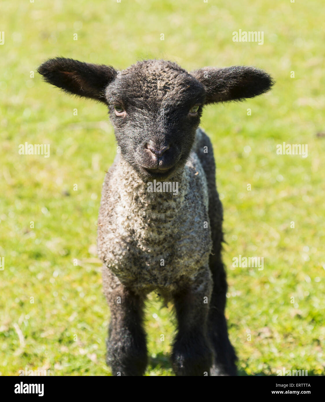 Agnello del bambino, UK Foto Stock