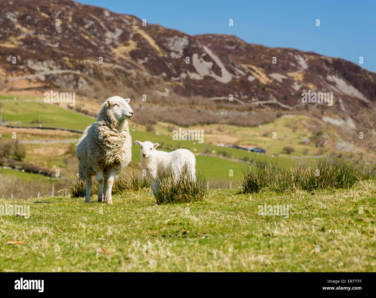 Pecore e agnelli nei campi, Wales, Regno Unito Foto Stock