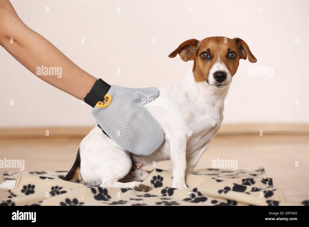 Jack Russell Terrier Foto Stock