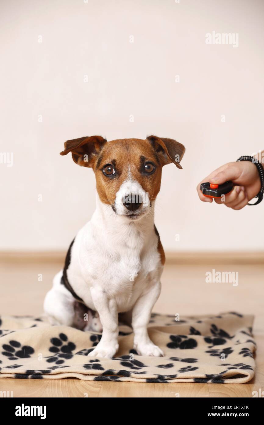 Clicker Foto Stock