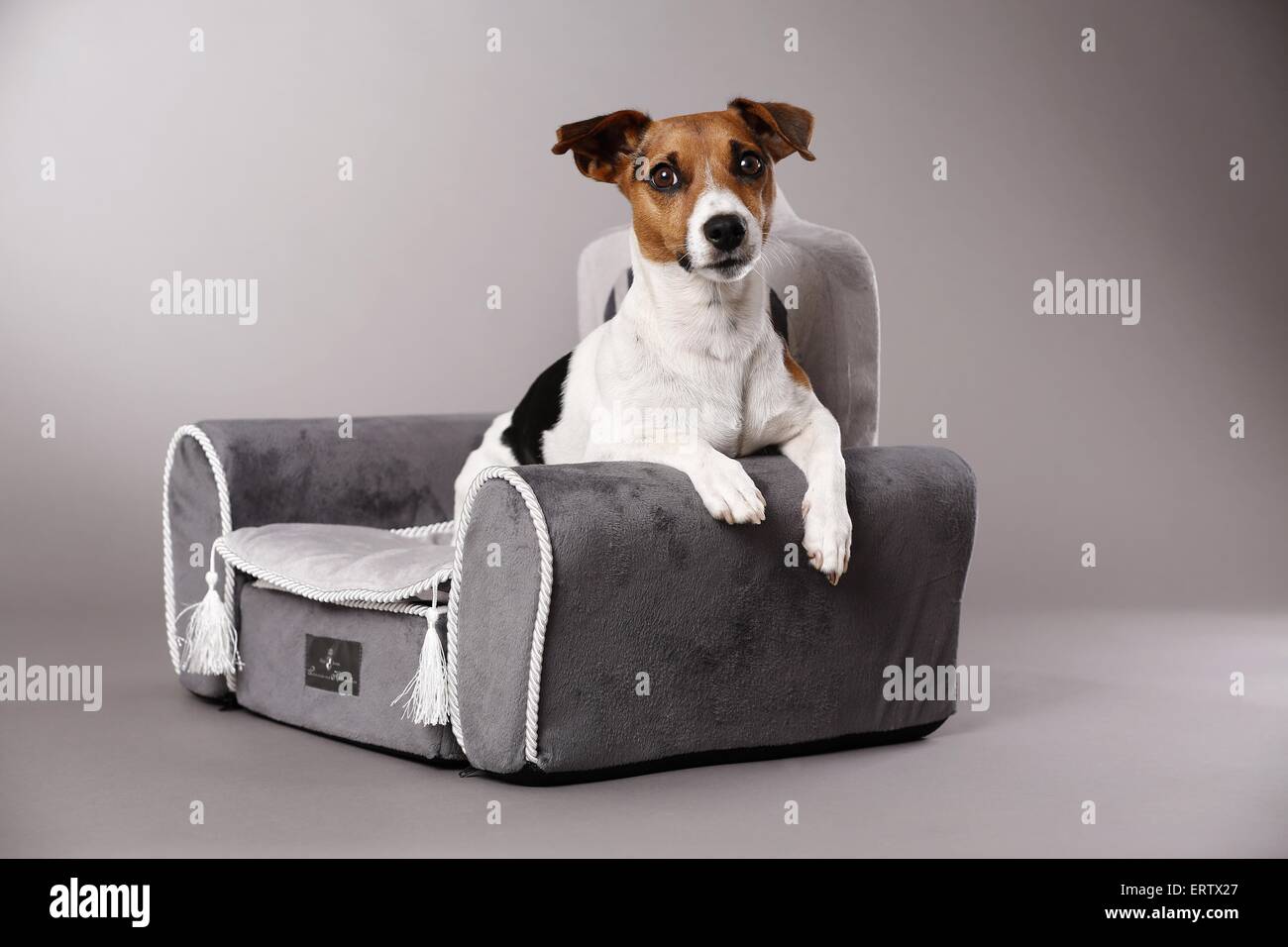 Giacente Jack Russell Terrier Foto Stock
