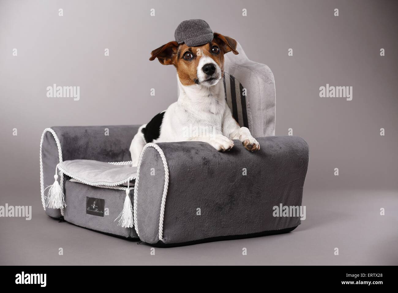 Giacente Jack Russell Terrier Foto Stock