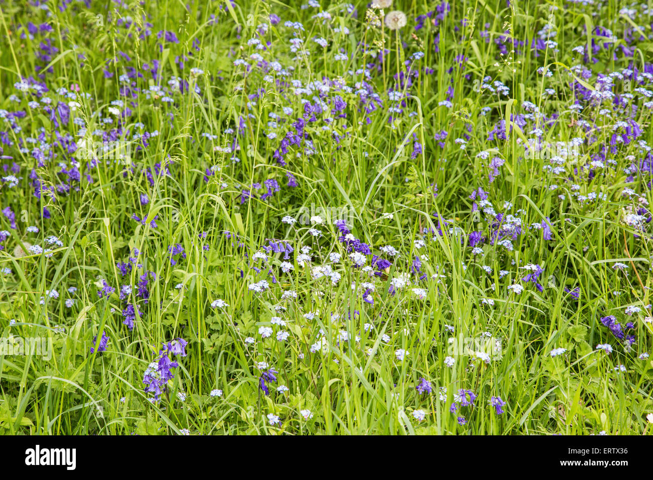 Bluebells e dimenticare-me-non fiori, England, Regno Unito Foto Stock