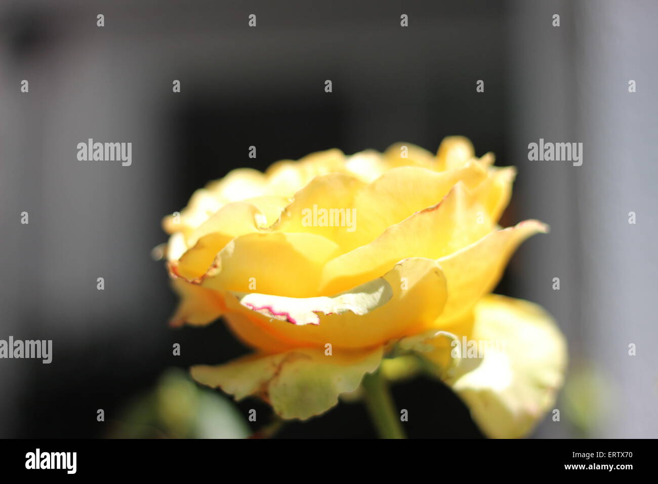 Una morbida rosa d oro raggiunge per sun. Foto Stock