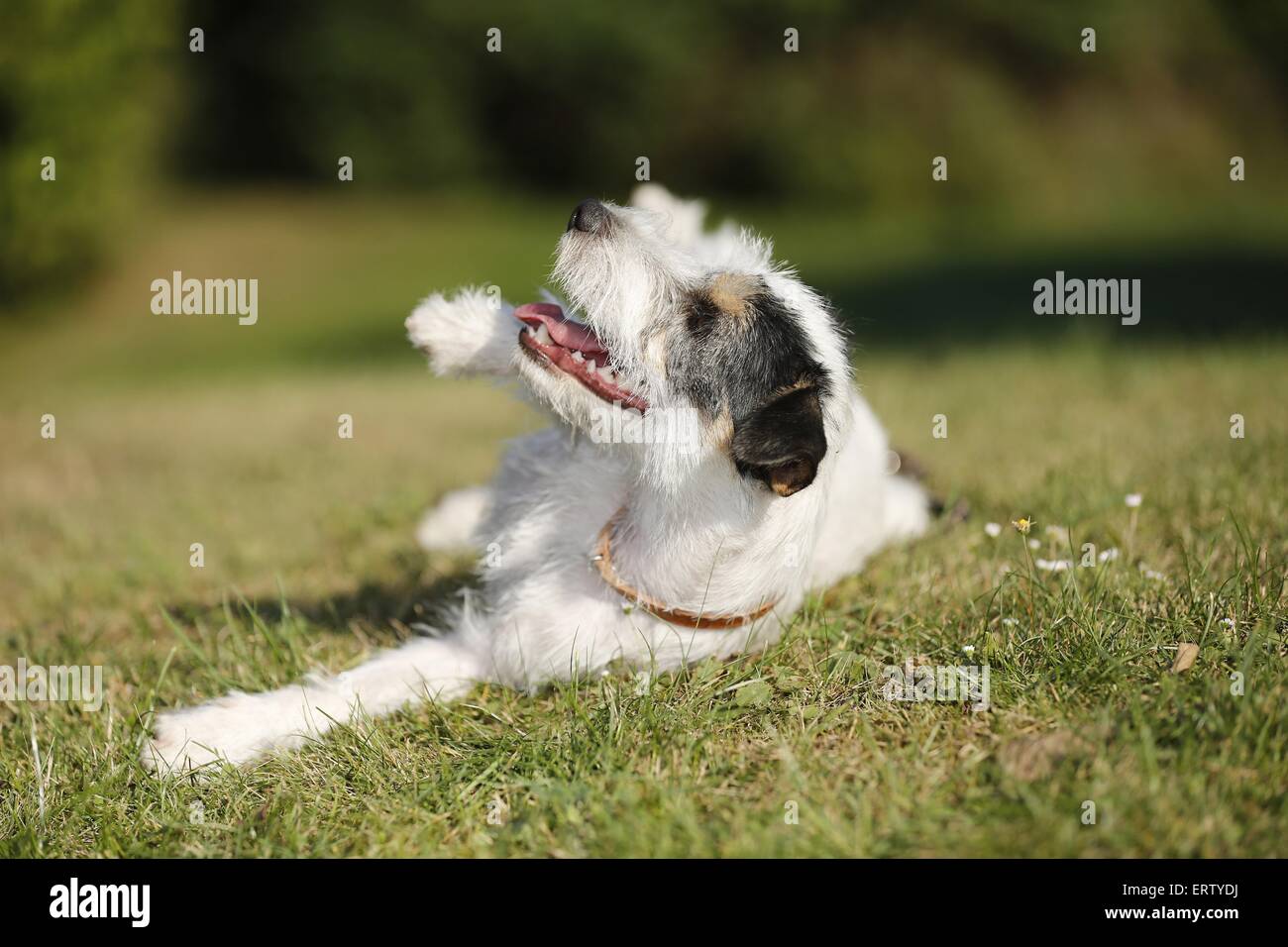 Giacente Parson Russell Terrier Foto Stock