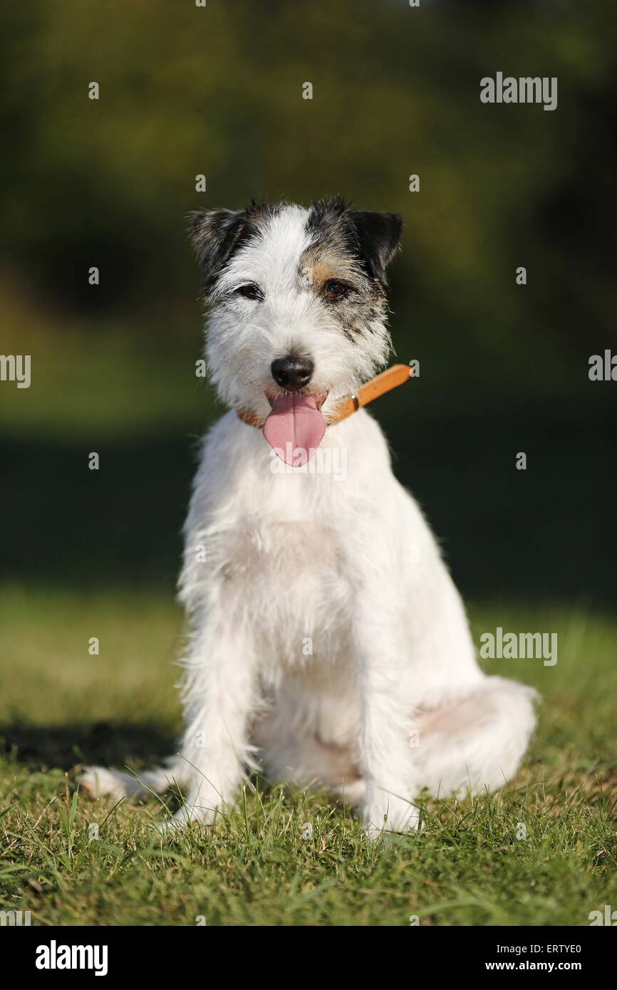 Udienza Parson Russell Terrier Foto Stock