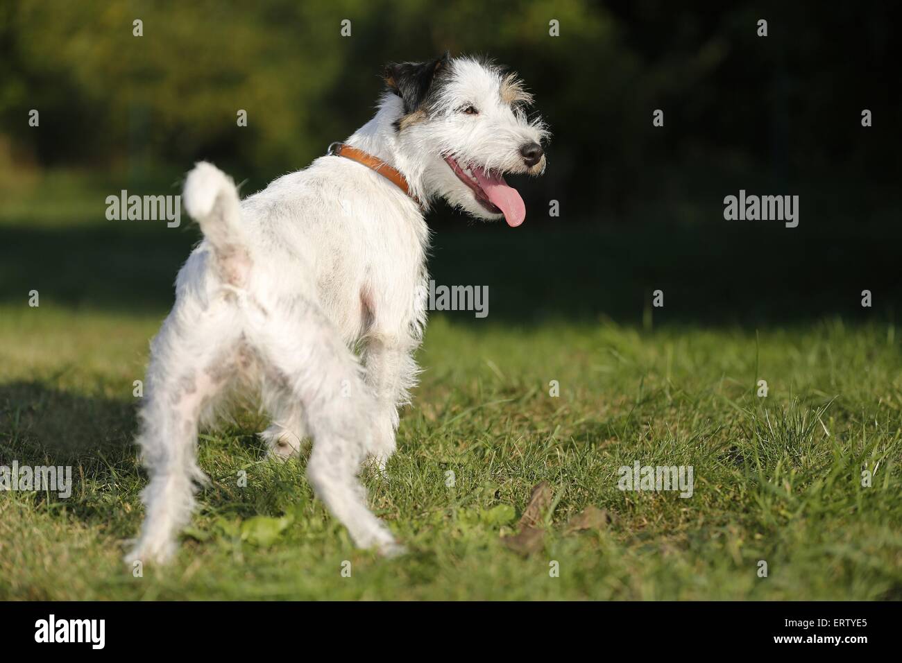 In piedi Parson Russell Terrier Foto Stock