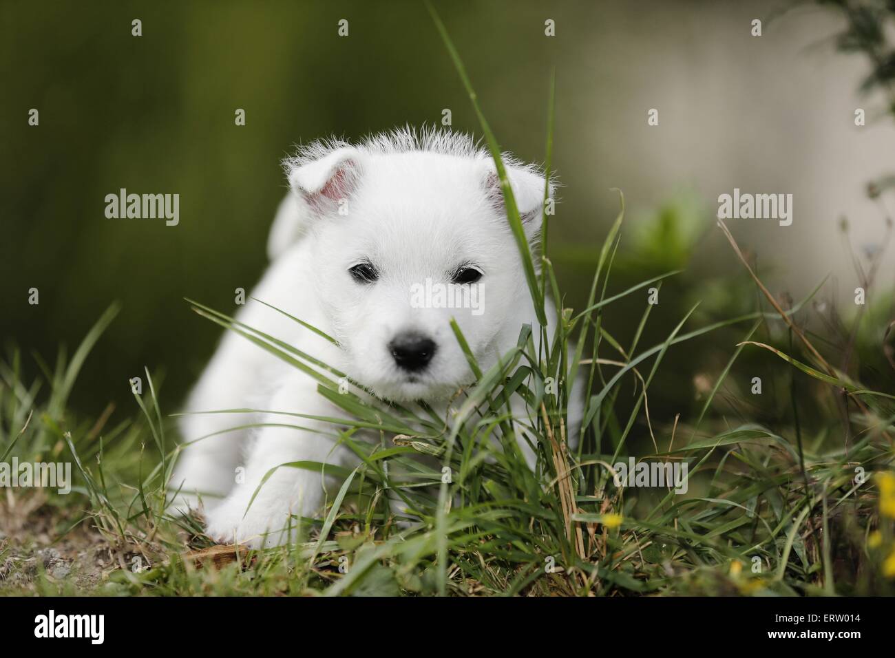 cucciolo Foto Stock