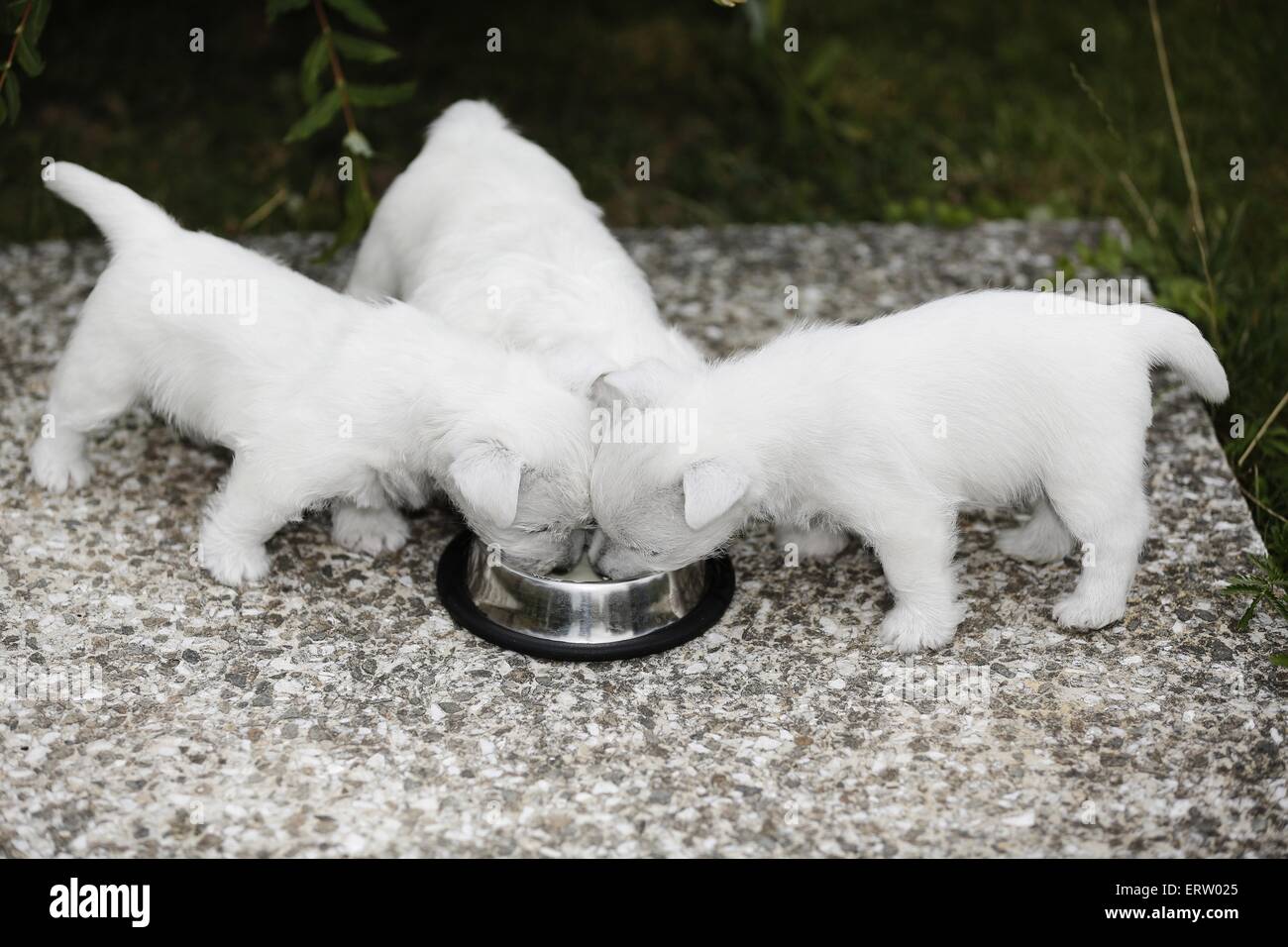 West Highland White Terrier Foto Stock