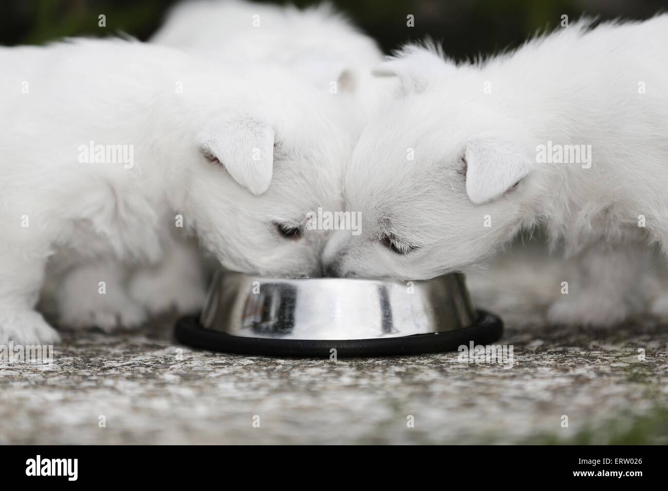 West Highland White Terrier Foto Stock