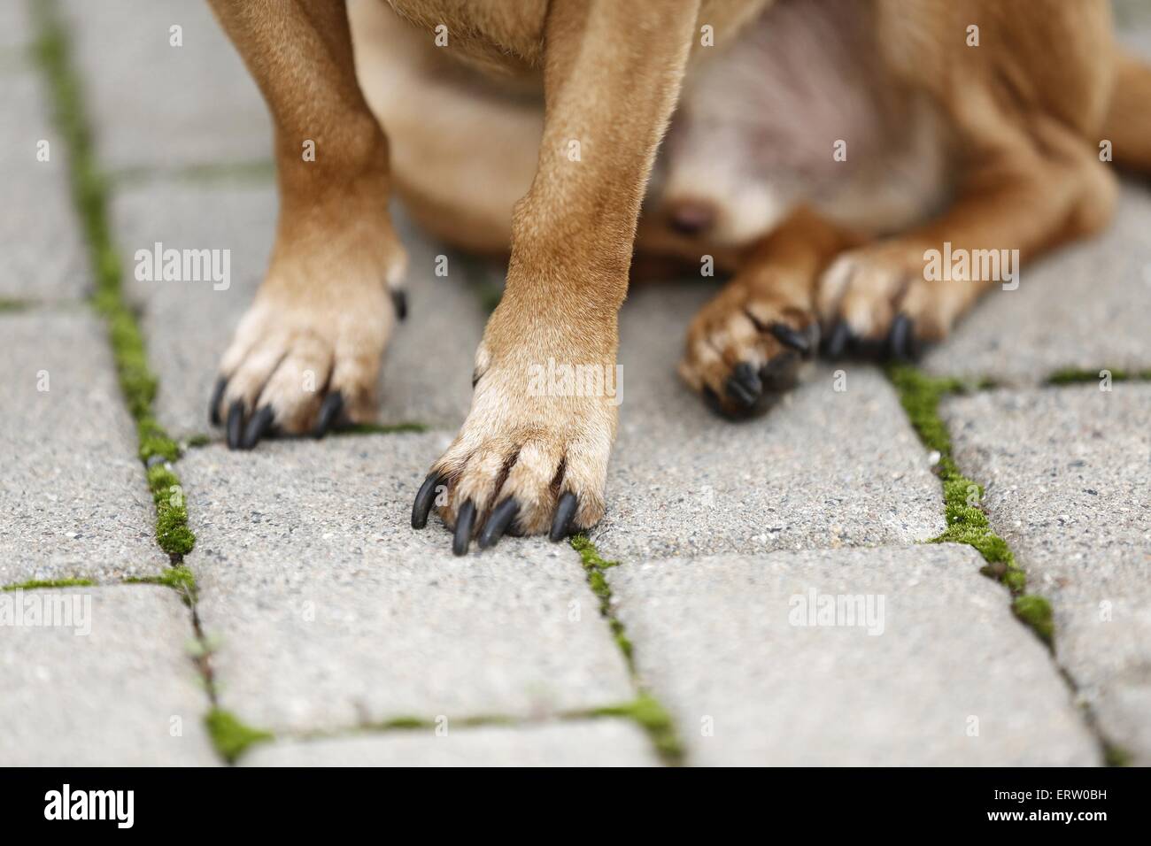 zampe del cane Foto Stock