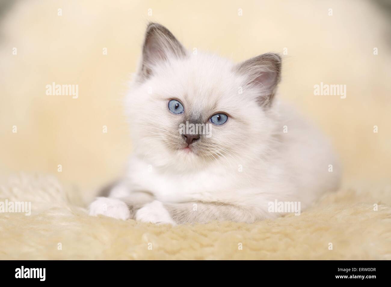 Gattino di Ragdoll Foto Stock