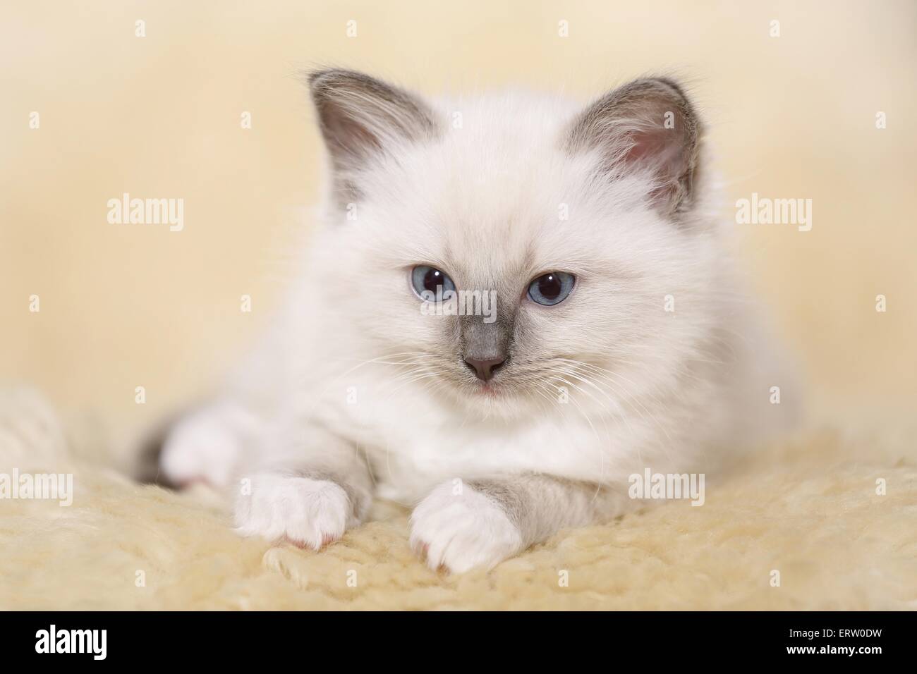 Gattino di Ragdoll Foto Stock