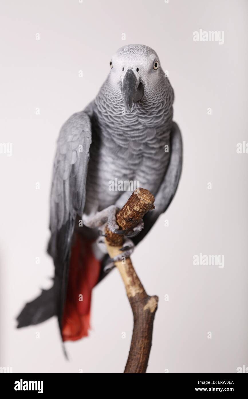 JEMINI - Tropi Birds Peluche Pappagallo Ara Rossa Che Si Ripete E