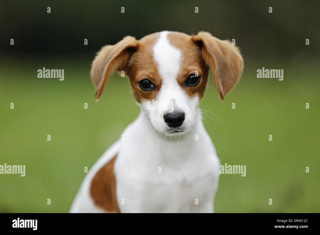 giovane cane Foto Stock