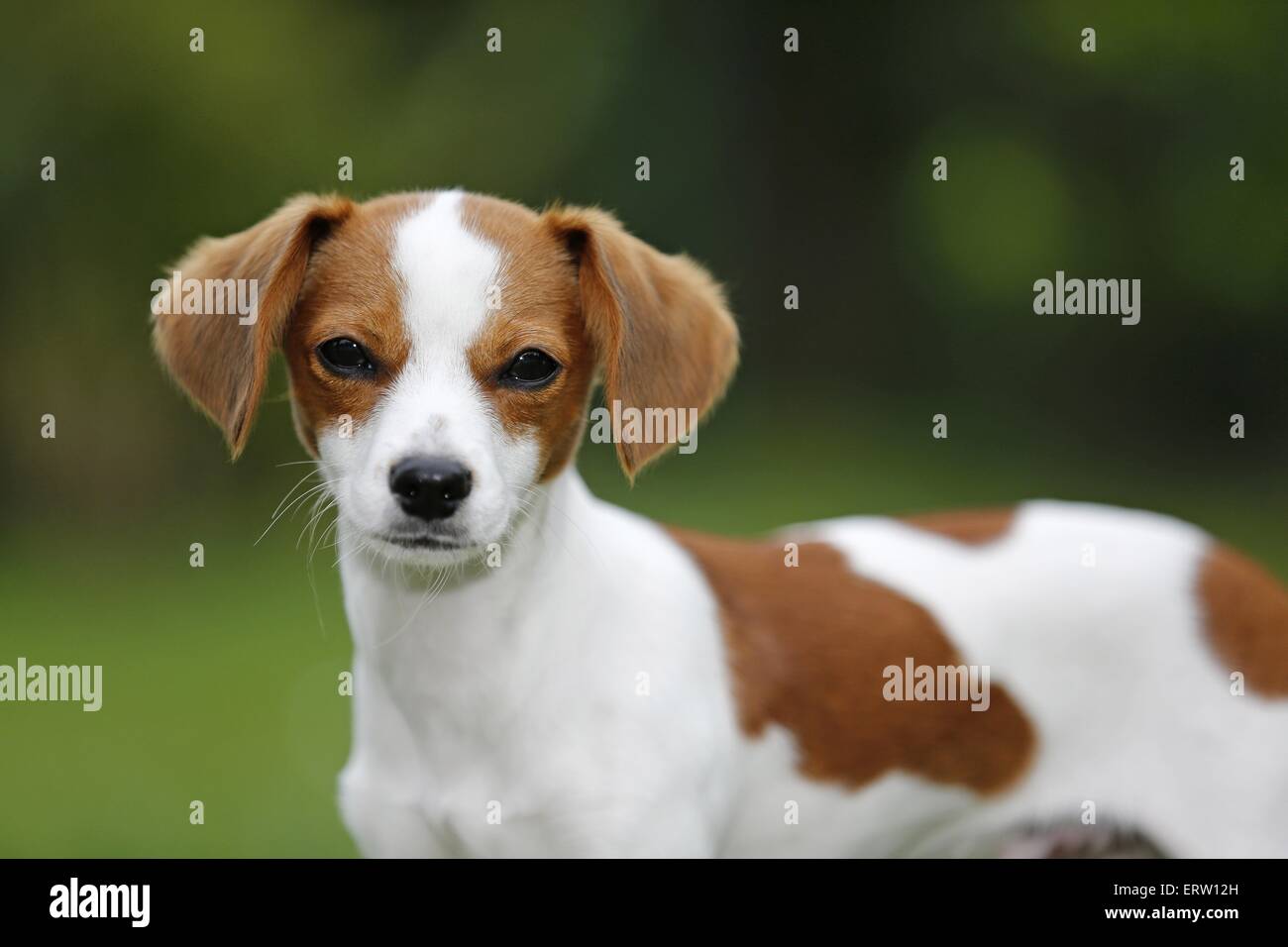 giovane cane Foto Stock