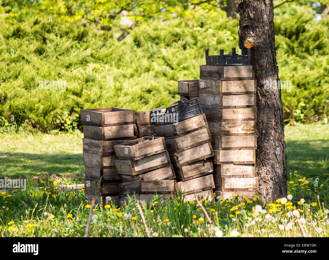 Scatole di legno sotto la struttura ad albero nel parco. Foto Stock